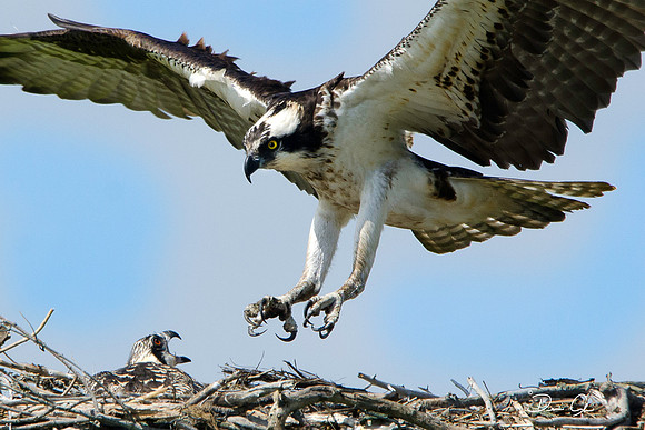 #184 Osprey and Hatchling
