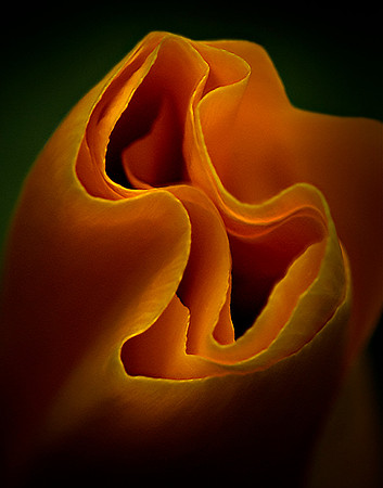 California Orange Poppy