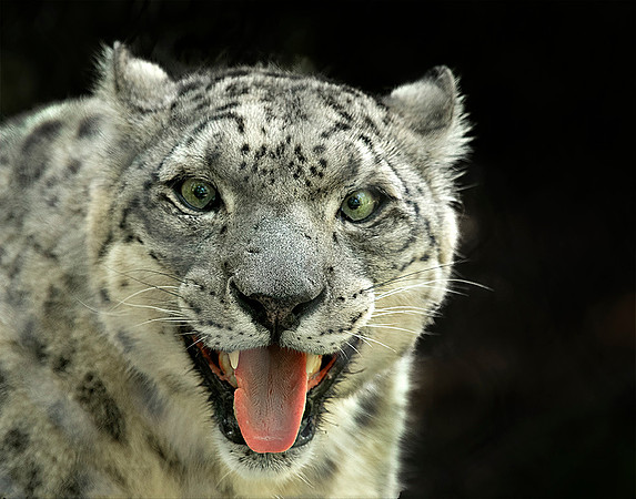 Snow Leopard