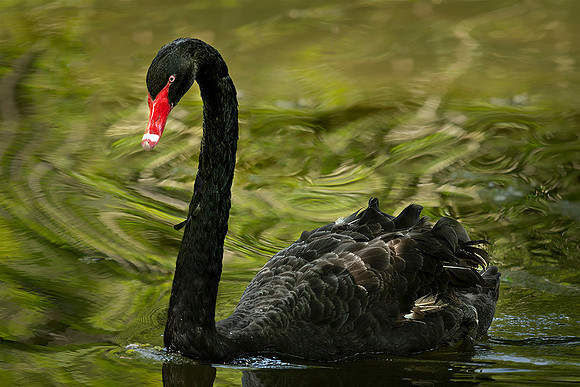 #245 Black Swan