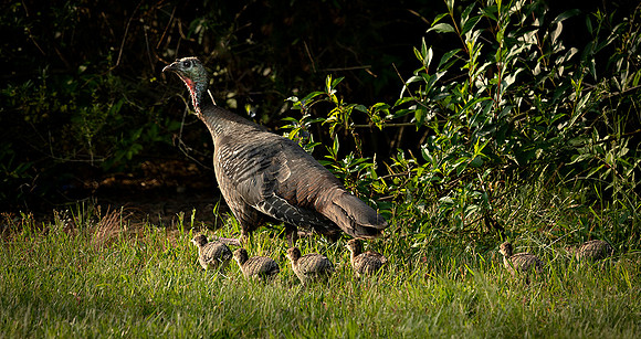 Turkey Family