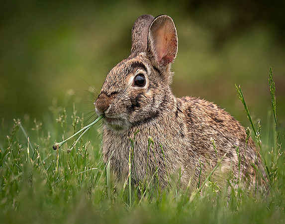 #244 Back Yard Bunny