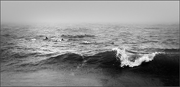 Porpoise