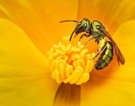 Sweat Bee