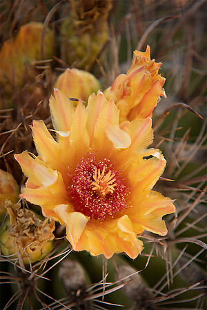 Cactus