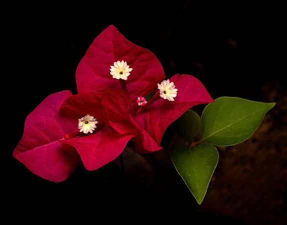#259 Bougainvillea Flower Red