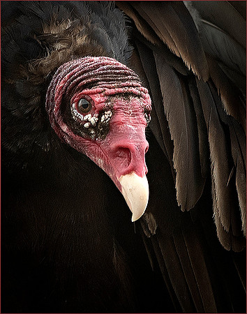 Turkey Vulture