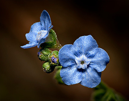 #253 Green Alkanet