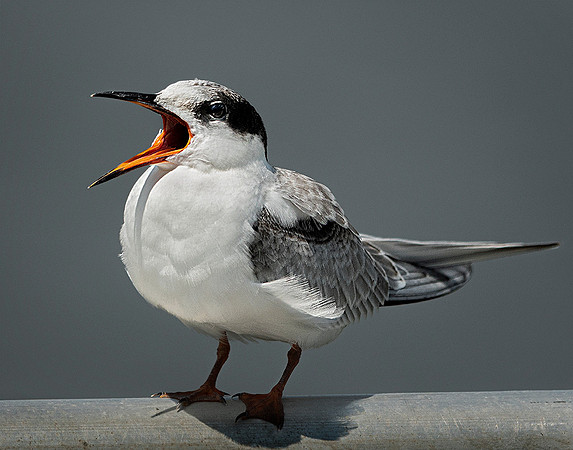 Common Tern