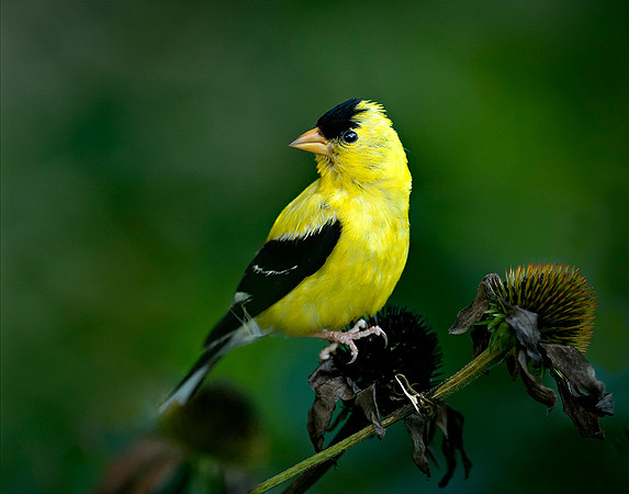 #254 American Goldfinch