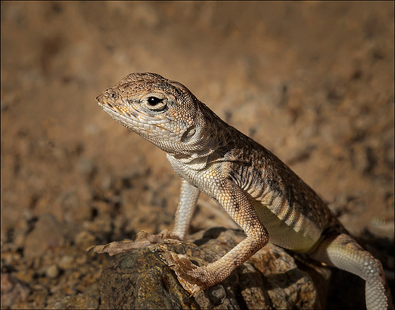 Lizard, not a Mammal a Reptile