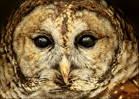 #261 Bard Owl