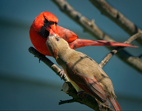 Sharing