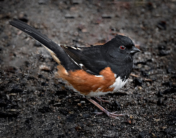 Towhee