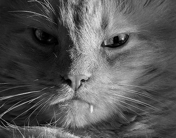Count CATcula