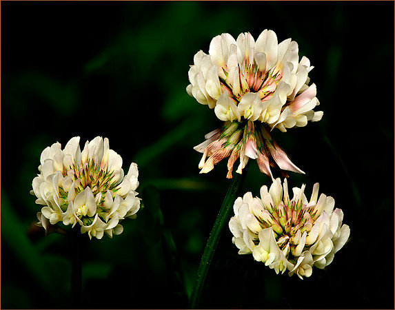 Clover Flowers
