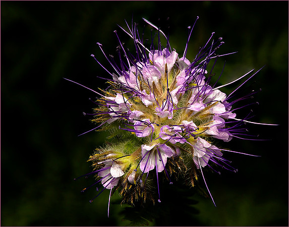 Wildflower