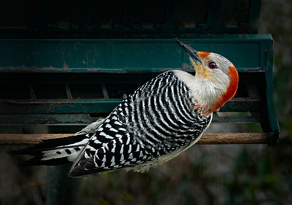 Red-bellied Wood Pecker
