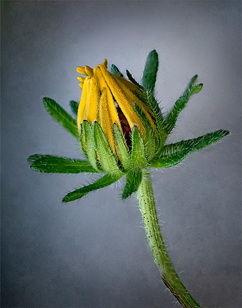 Black-eyed Susan