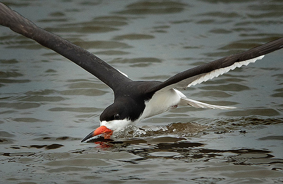 Black Skimmer