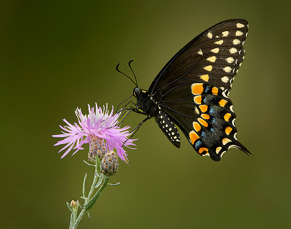 Black Swallowtail
