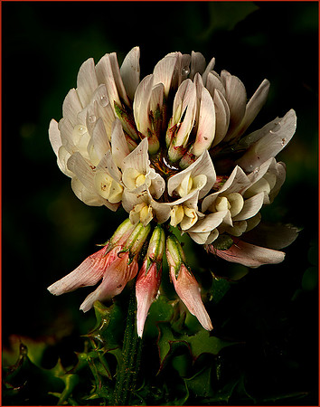 Clover Flower