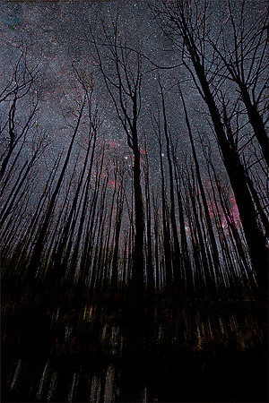 #301 Forest Night Sky