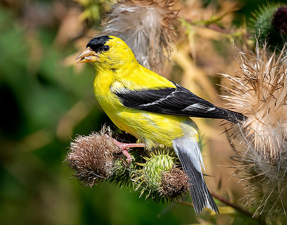 American Gold Finch