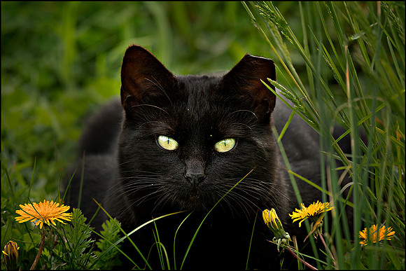 Feral Cat #1