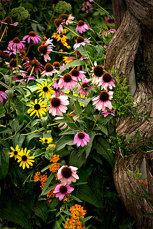 Flowers