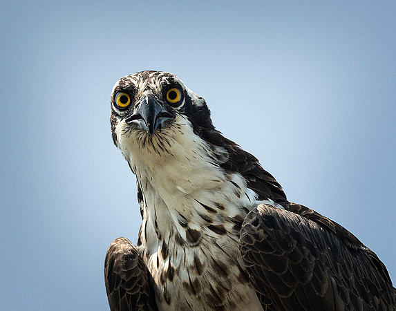 Angry Osprey
