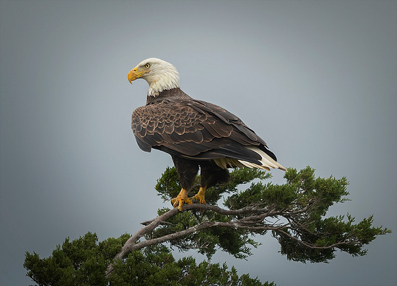#313 Angry Eagle