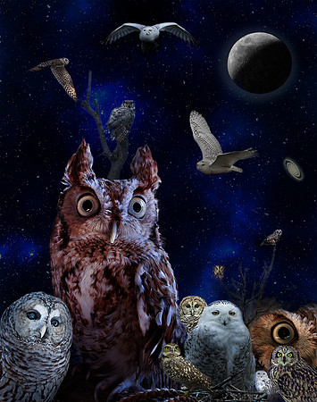 Owl Extravaganza