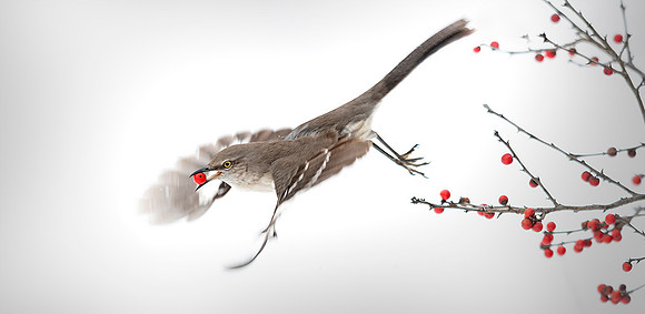 Mocking Bird