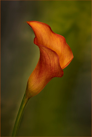 Lilly