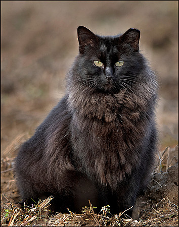 Feral Cat #3