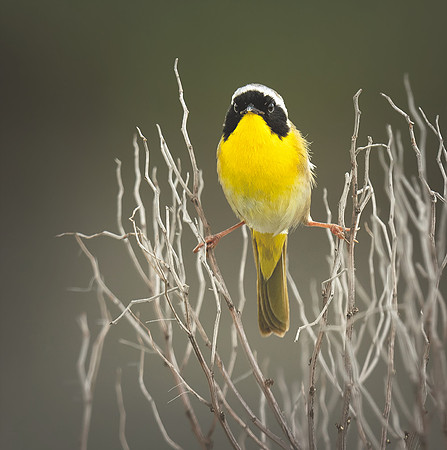 Common Yellowthroat