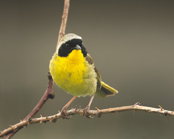 Common Yellowthroat