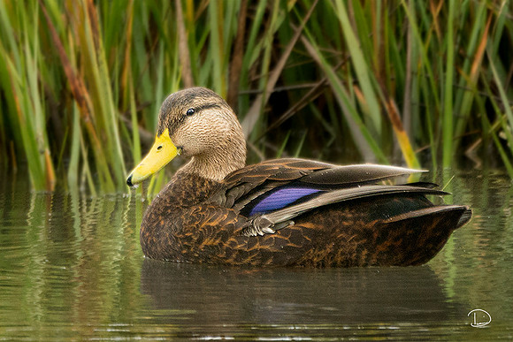 Black Duck #83