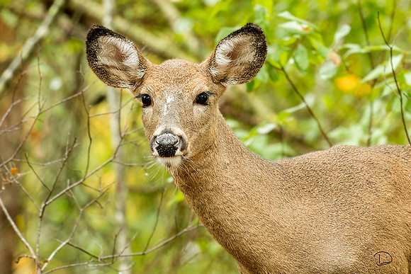 Deer