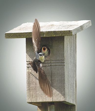 Barn Swallow
