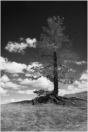 Canyon Pine