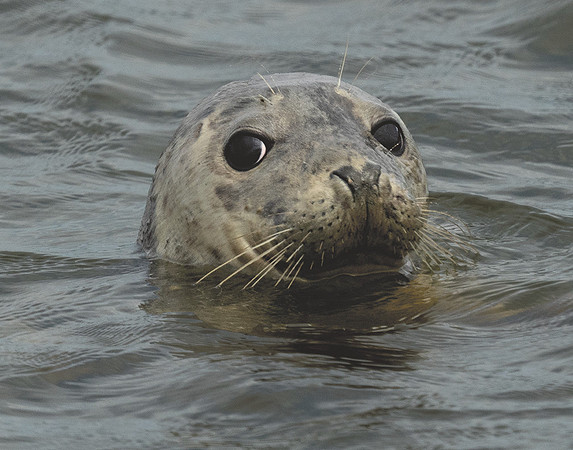 Harbor Seal