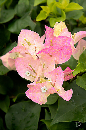 Bougainvillea Flower Light Pink