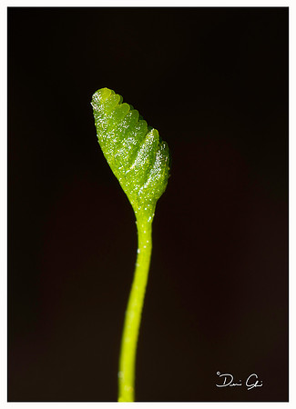 Pinelands Curly Grass Fern