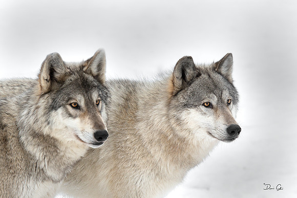 #241 Part of the Pack