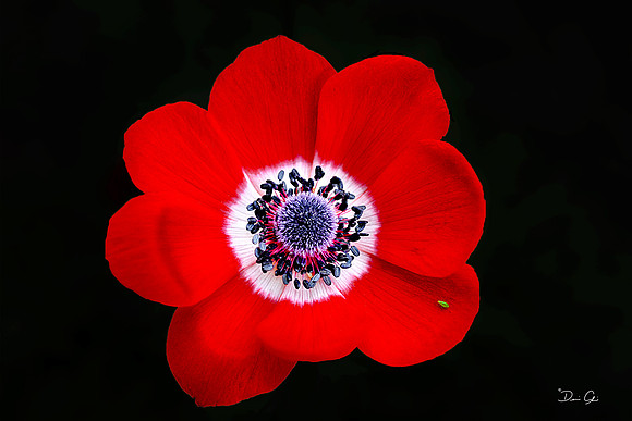 Poppy I