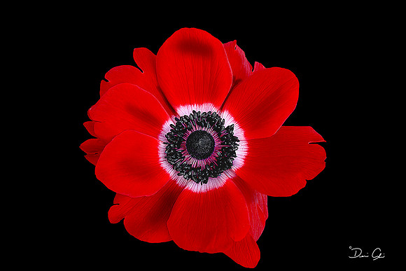 Poppy II
