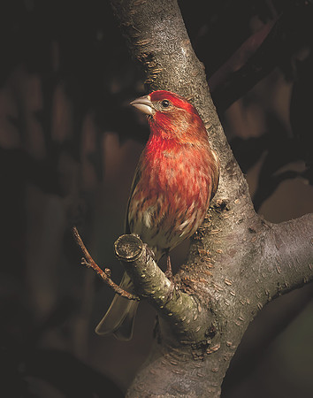 House Finch