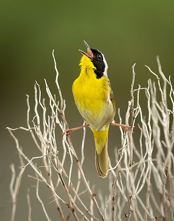 Common Yellow-throat #413